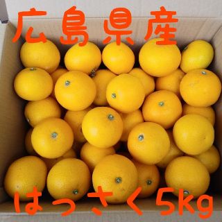 広島県　はっさく5kg(フルーツ)