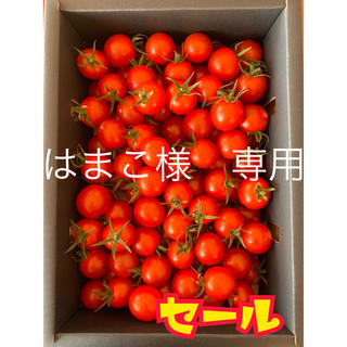 熊本県 完熟濃厚ミニトマト  1kg ☆キャロルセブン☆ 農家直送(野菜)