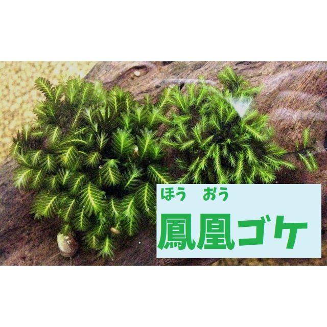 期間限定２倍（水草）鳳凰苔：ホウオウゴケ（無農薬）（送料込）の通販