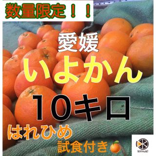 伊予柑10キロ はれひめサービス！(フルーツ)