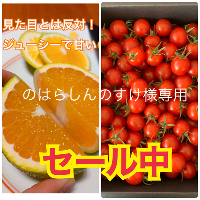 のはらしんのすけ様専用高級ミニトマト500g 希少柑橘2kgセット 食品/飲料/酒の食品(フルーツ)の商品写真
