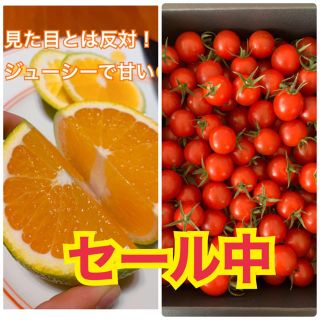 熊本県　高級ミニトマト500g 希少柑橘2kgセット(野菜)