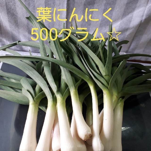 葉にんにく500グラム(農薬不使用栽培)ネコポスト 食品/飲料/酒の食品(野菜)の商品写真