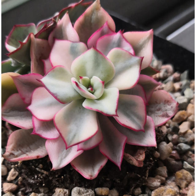 多肉植物　Echeveria strictiflora錦