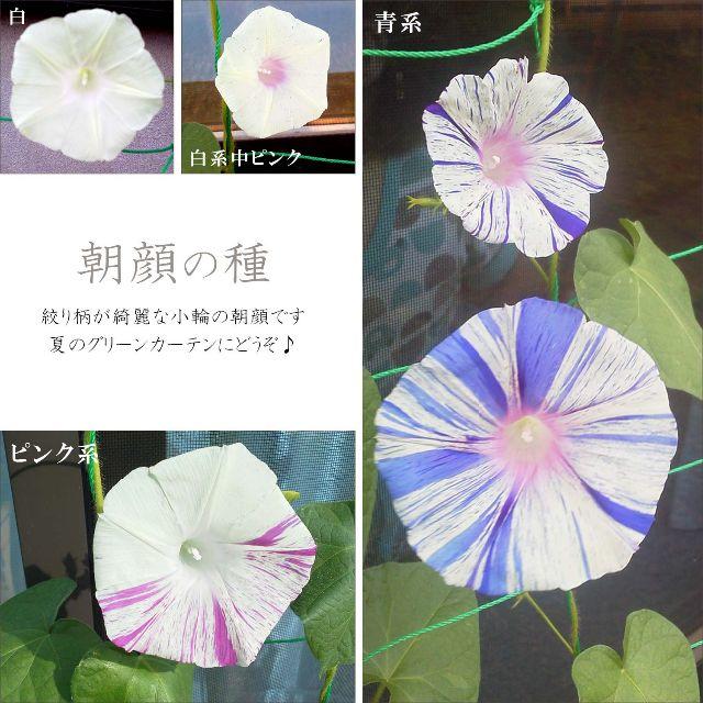 斑入り朝顔の種 10g の通販 By Yukono S Shop ラクマ 斑入り朝顔の種 10g の通販 By Yukono S Shop ラクマ