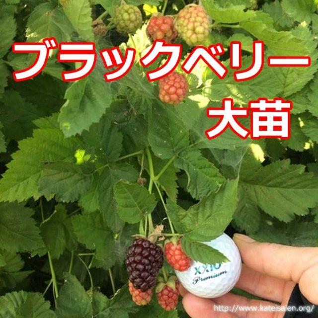 ブラックベリー大苗トゲ無しポット苗 ボイセンベリー健康フルーツ無農薬栽培 の通販 By Jog8 S Shop ラクマ