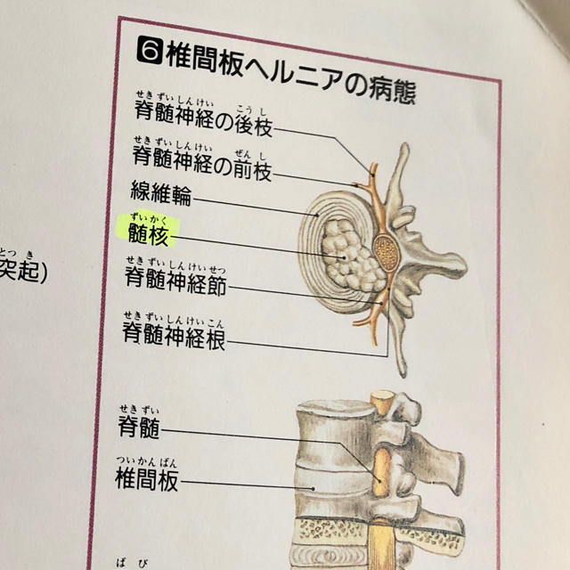 講談社(コウダンシャ)のからだの地図帳　講談社 エンタメ/ホビーの本(健康/医学)の商品写真