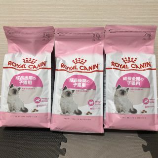 ロイヤルカナン(ROYAL CANIN)の【3個セット】ロイヤルカナン 成長後期子猫用 2kg(猫)