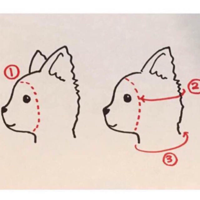 こずさまご参考用■ 犬用帽子 ■ 各サイズ計測位置ガイド