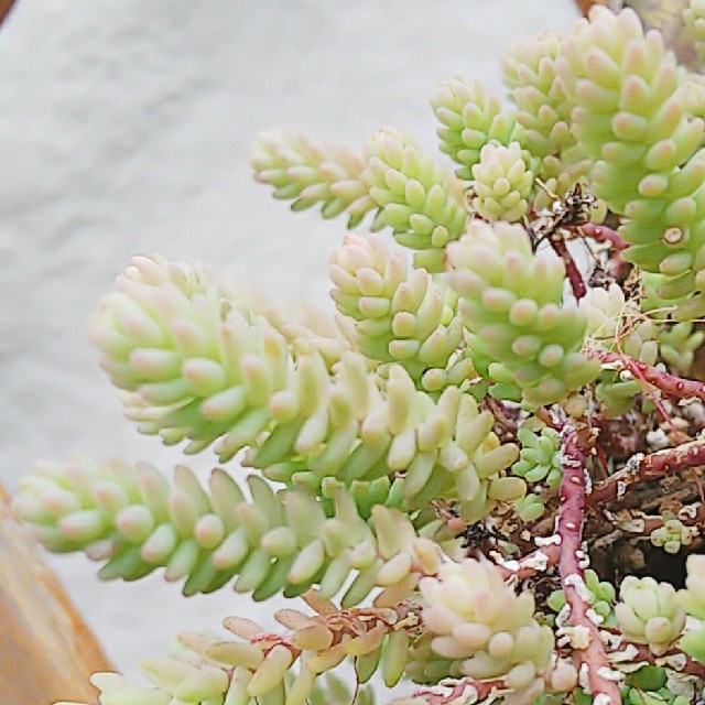 ミルキーウェイ❤多肉植物❤セダム❤カット苗 ハンドメイドのフラワー/ガーデン(その他)の商品写真