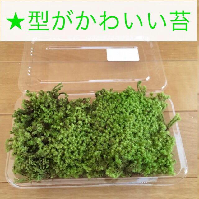 苔 ★ 初心者向け その他のペット用品(虫類)の商品写真