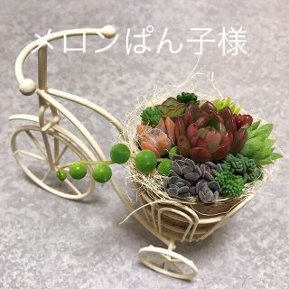 多肉植物　寄せ植え(その他)