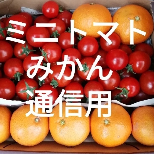 熊本県産ミニトマト　柑橘類　お問合せ用野菜