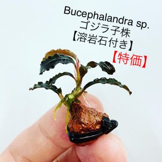 ☆専用クアラクアヤン溶岩石×2個(アクアリウム)