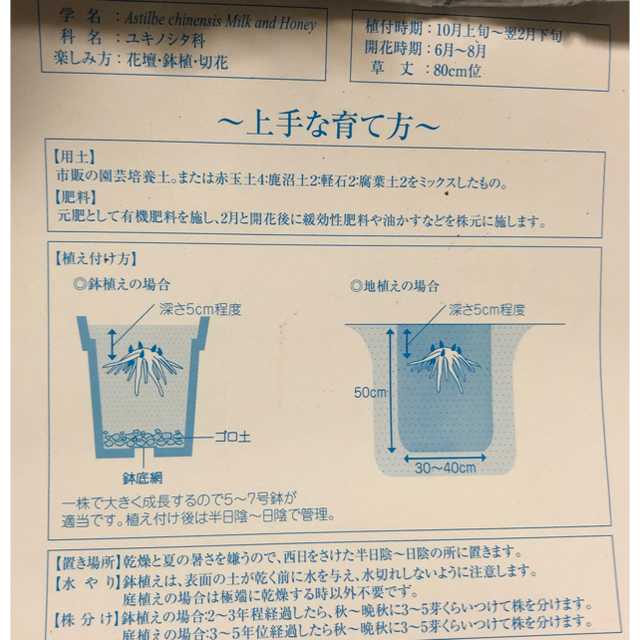 アスチルベ　 ハンドメイドのフラワー/ガーデン(その他)の商品写真