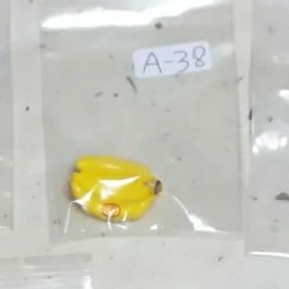 リーメント*ハンパぷちサンプル*A-38 リラックマバナナ(キャラクターグッズ)