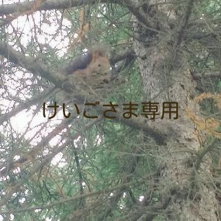 アダムエロぺ(Adam et Rope')のアダムエロぺ　メンズ　ツイード　パンツ(スラックス)