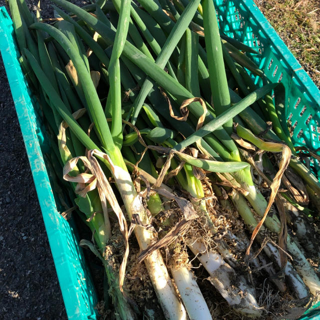 大橋農園 のどかネギ 根・土付き無線別 約３kg 食品/飲料/酒の食品(野菜)の商品写真