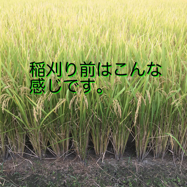 玄米　無農薬　天日干し　10kg 食品/飲料/酒の食品(米/穀物)の商品写真