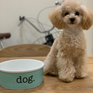 ティファニー(Tiffany & Co.)のTIFFANY ティファニー　ドッグボウル　Sサイズ　ペット(犬)