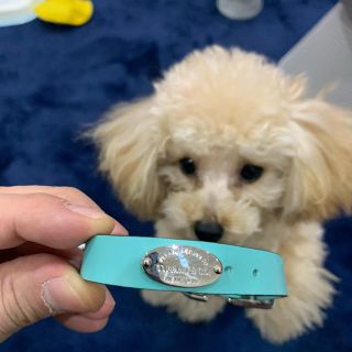 ティファニー(Tiffany & Co.)のTIFFANY 首輪　Sサイズ　　ティファニー(犬)