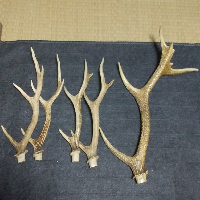鹿の角 5本セット シカ エゾジカ 天然 素材 クラフトパーツ 鹿の角 5本セット シカ エゾジカ 天然 素材 クラフトパーツ