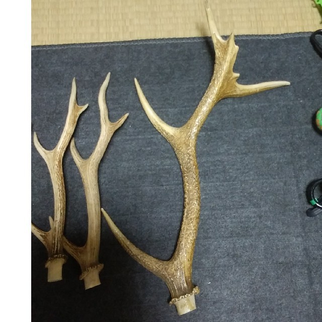 鹿の角 5本セット シカ エゾジカ 天然 素材 クラフトパーツ 鹿の角 5本セット シカ エゾジカ 天然 素材 クラフトパーツ
