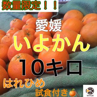 伊予柑10キロ はれひめつき！無農薬(フルーツ)