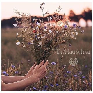 ドクターハウシュカ(Dr.Hauschka)のDr.ハウシュカ  ハンドクリーム  limited edition  30ml(ハンドクリーム)