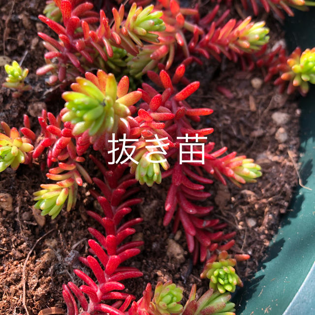 ♪抜き苗♪ 多肉植物 セダム 紅葉 クラシーノ　╰(*´︶`*)╯♡ ハンドメイドのフラワー/ガーデン(その他)の商品写真