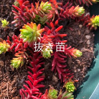 ♪抜き苗♪ 多肉植物 セダム 紅葉 クラシーノ　╰(*´︶`*)╯♡(その他)