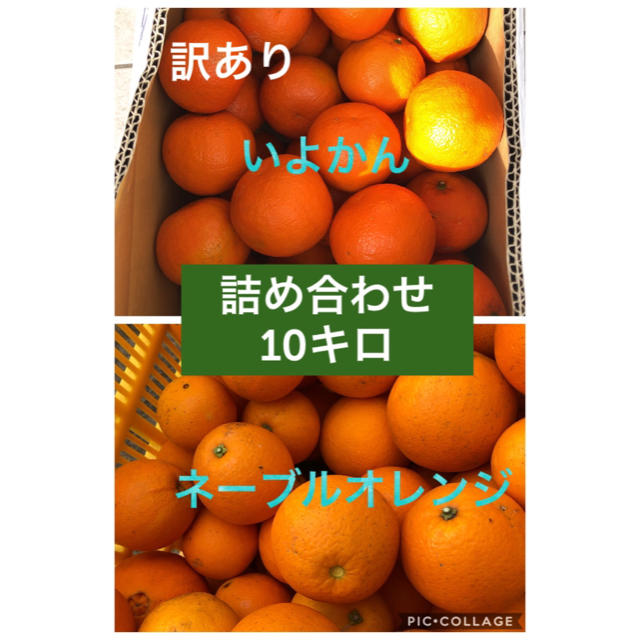 いよかん 、ネーブルオレンジ  詰め合わせ10kg わけあり 食品/飲料/酒の食品(フルーツ)の商品写真