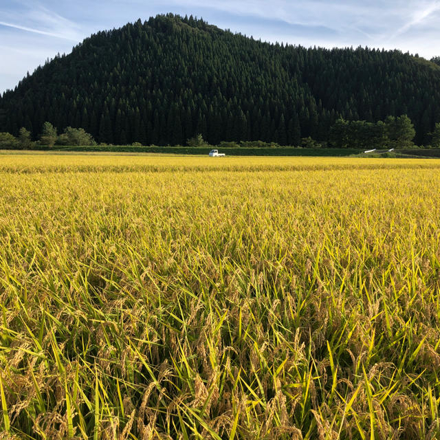 食品秋田県産（2019年）あきたこまち　玄米　30キロ　一等米