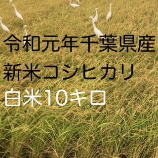 コシヒカリ白米10キロ(米/穀物)