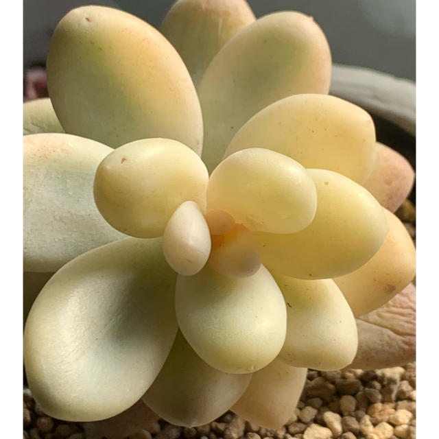 専用❣️ 錦 専用❣️ 錦