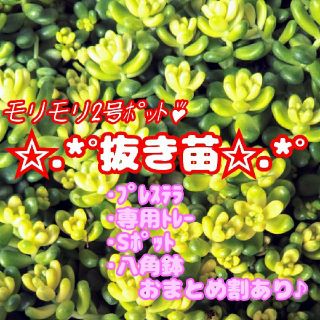 !!抜き苗!!【レア】斑入りタイトゴメ 多肉植物 セダム 紅葉(その他)