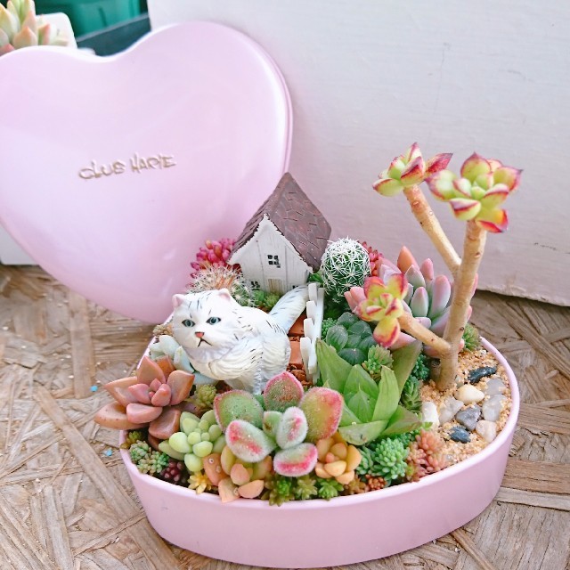 多肉植物  寄せ植え  即購入OK！ ハンドメイドのフラワー/ガーデン(その他)の商品写真