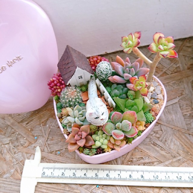 多肉植物  寄せ植え  即購入OK！ ハンドメイドのフラワー/ガーデン(その他)の商品写真