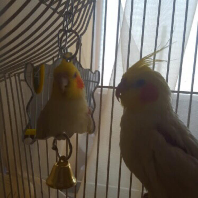 鳥用 片面ミラー ベルおもちゃ バードトイ 吊り下げ式 鳥 鏡 ペット＊新品 その他のペット用品(鳥)の商品写真