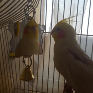 鳥用 片面ミラー ベルおもちゃ バードトイ 吊り下げ式 鳥 鏡 ペット＊新品(鳥)