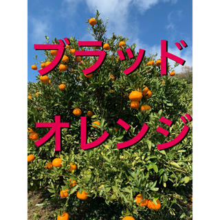 愛媛県産ブラッドオレンジ　5キロ(フルーツ)