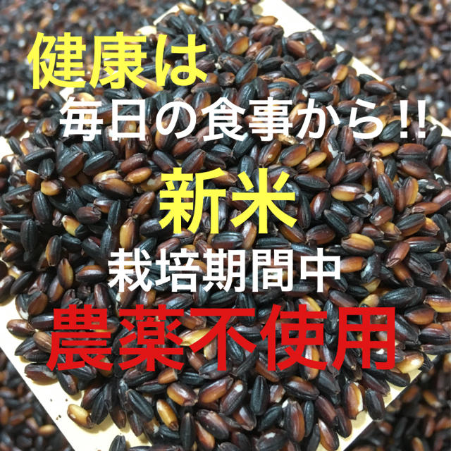 栃木県産 古代米(黒米) 900g「農薬:栽培期間中不使用」 食品/飲料/酒の食品(米/穀物)の商品写真