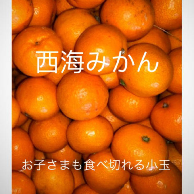 長崎県訳あり傷あり西海みかん約10Kg 3Sサイズ（一粒約50g） 食品/飲料/酒の食品(フルーツ)の商品写真