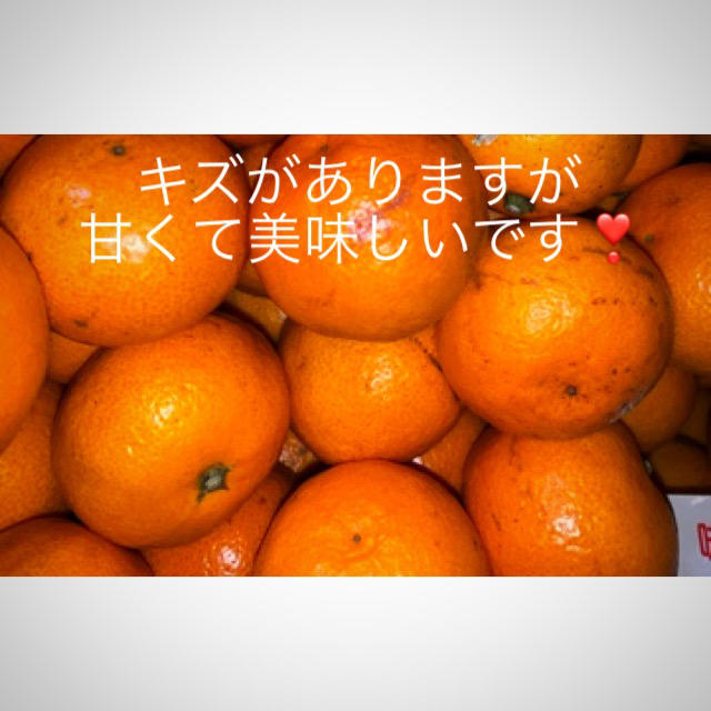 長崎県訳あり傷あり西海みかん約10Kg 3Sサイズ（一粒約50g） 食品/飲料/酒の食品(フルーツ)の商品写真