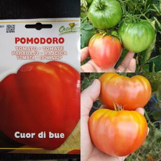 イタリア野菜の種 ハートトマト Cuor di bue 20粒(その他)