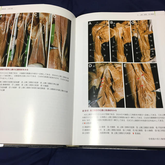 骨格筋の形と触察法 改訂第２版 解剖 医学 エンタメ/ホビーの本(健康/医学)の商品写真