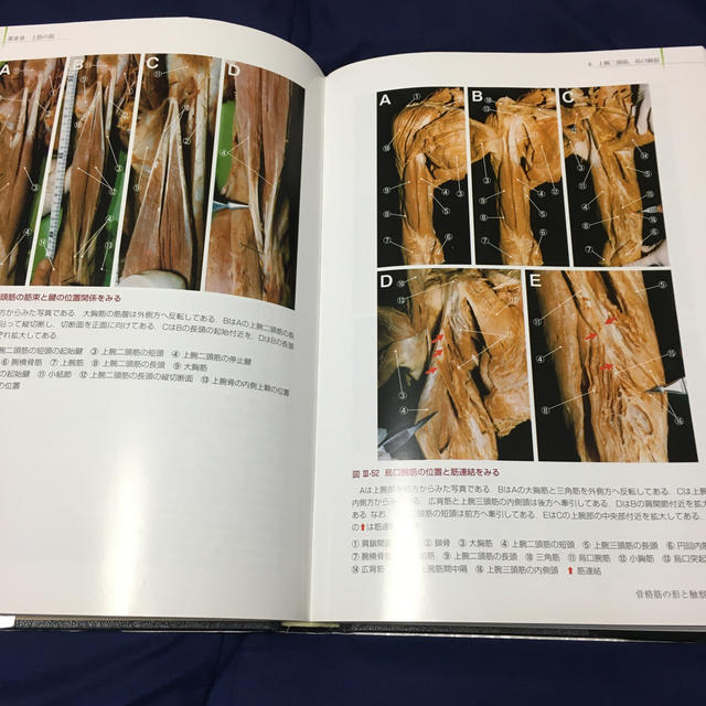 【改訂第二版】骨格筋の形と触察法