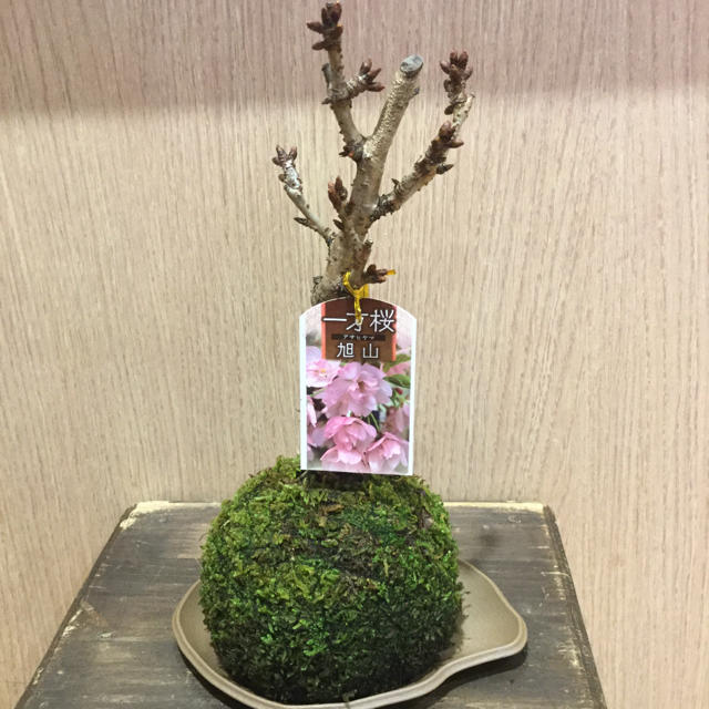 桜旭山苔玉 ハンドメイドのフラワー/ガーデン(その他)の商品写真