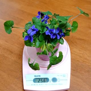 ニオイスミレ鉢植え(プランター)