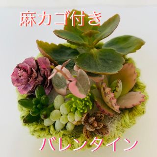 多肉植物　カット苗　★バレンタイン(その他)